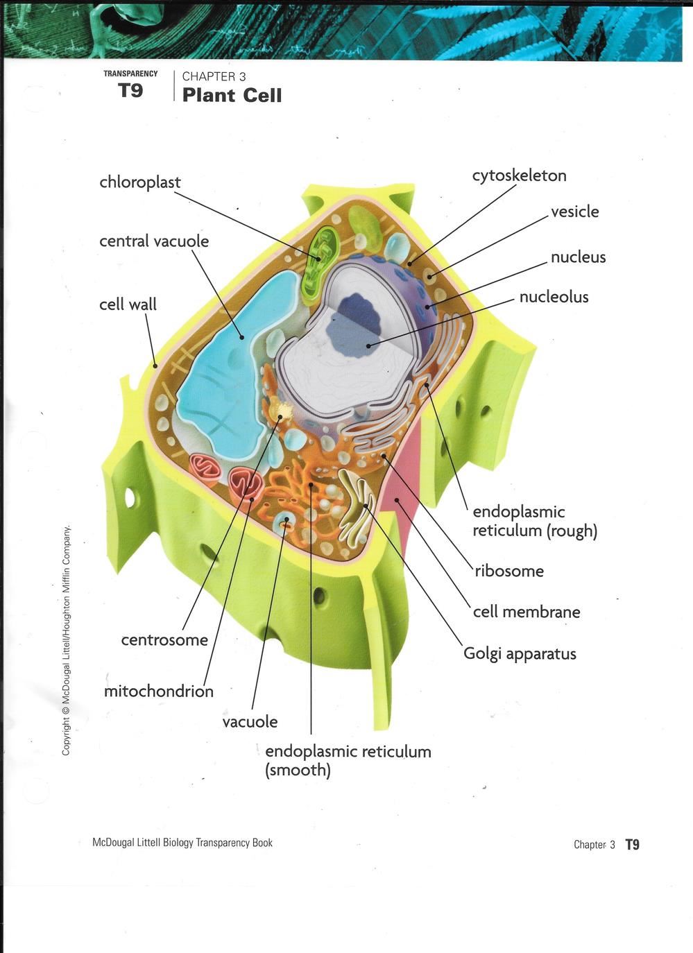Plant Cell